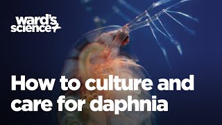 Caring and Culturing for Daphnia [upl. by Kalfas203]