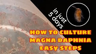 How to Culture Magna Daphnia Easily [upl. by Zimmer]