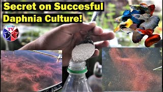 How to Culture Daphnia Successfully [upl. by Artcele]