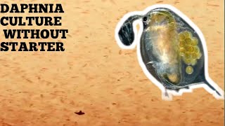 HOW TO CULTURE DAPHNIA NATURALLY WITHOUT A STARTER [upl. by Gnahk40]