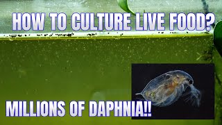 How to Culture Daphnia Secret Method to Breed MILLIONS  Simply Aquatic [upl. by Alledi]