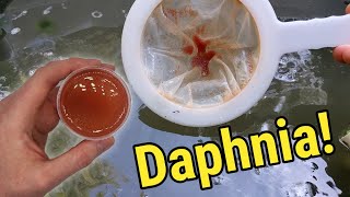 How I Culture Daphnia In Outdoor Tubs [upl. by Geraldine]