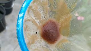 How to culture daphnia moina in a small container Part 1 English Subtitle [upl. by Amice]