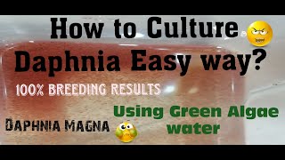 Daphnia MagnaHow to Culture Daphnia Easy wayCulturing Daphnia using Green water Daphnia [upl. by Llohcin]