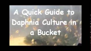 How to culture daphnia outside [upl. by Oster285]