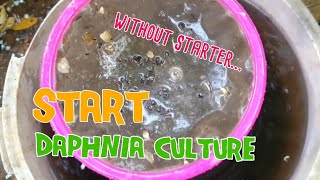 How to culture daphnia moina the easy way 1  Starting the Daphnia culture [upl. by Conner]