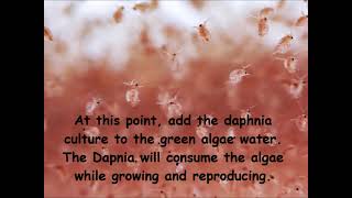 Daphnia  How to grow daphnia in your home [upl. by Norab994]