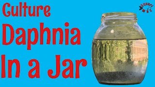 How to Culture Daphnia in a Jar [upl. by Lerrud]