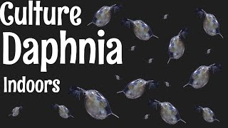 How to Culture Daphnia [upl. by Trstram]