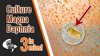 How to culture DAPHNIA MAGNA  The easy way [upl. by Mulac]