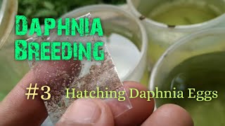 Daphnia Culture made simple and easy 3  Hatching Daphnia eggs [upl. by Winnifred]