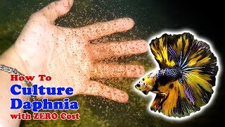 How to Culture Daphnia with ZERO Cost  Unlimited Live Food For Our Fish [upl. by Donia]