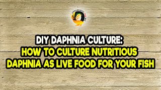 DIY Daphnia Culture How to Culture Nutritious Daphnia as Live Food for Your Fish [upl. by Bernardo]