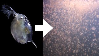 How I Culture Daphnia [upl. by Coshow]