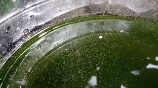 DAPHNIA MOINA CULTURE IN A SMALL BUCKET [upl. by Niatsirhc964]