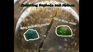 How To Culture Daphnia and Moinas using Green Water Spirulina powder [upl. by Gnilrac339]