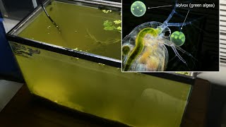 Raising Daphnia for the Freshwater Aquarium [upl. by Enilecram]