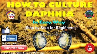 HOW TO CULTURE DAPHNIA In Easy Way [upl. by Hayn]